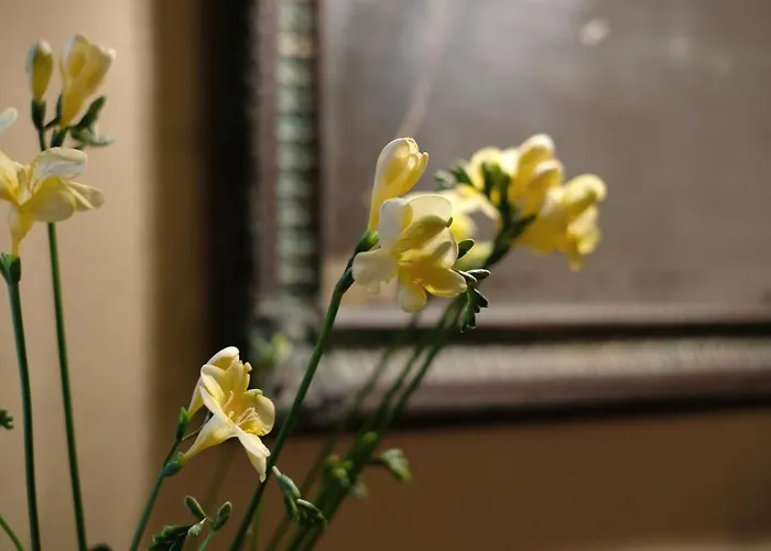 Gasthof Domus Nova Palace - Italian Homing Verona